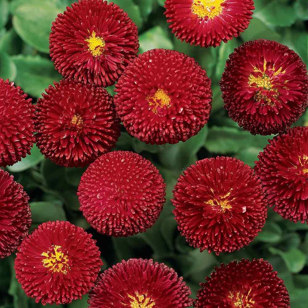 Bellis Perennis 'Tasso Red' X12