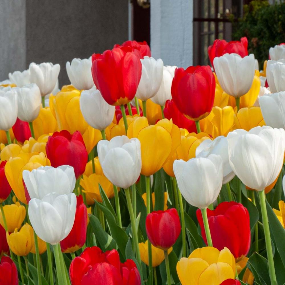 Tulip Red, Yellow and White Mix Triumph Tulips X30