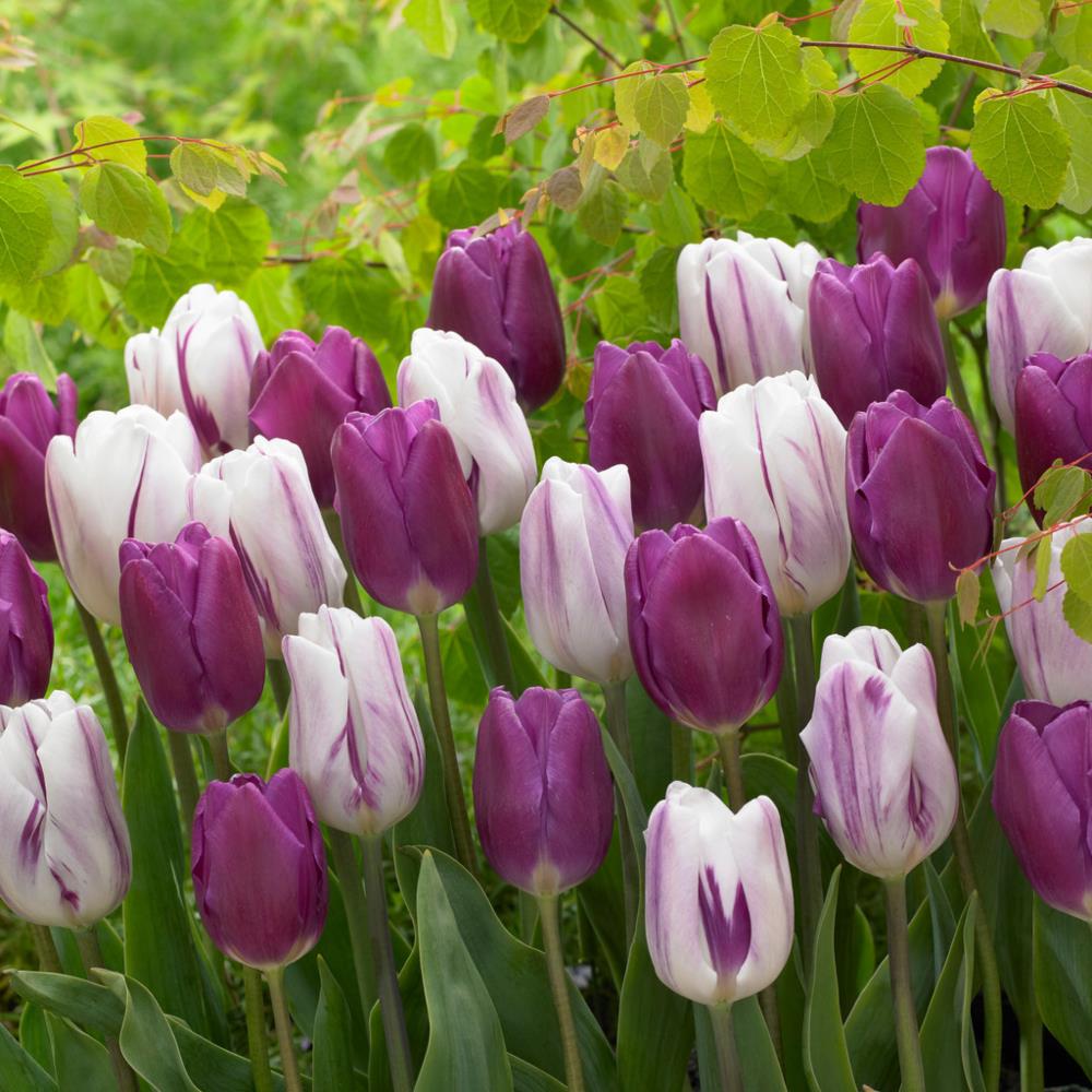 Tulip Triumph 'Flag Mix'  X50
