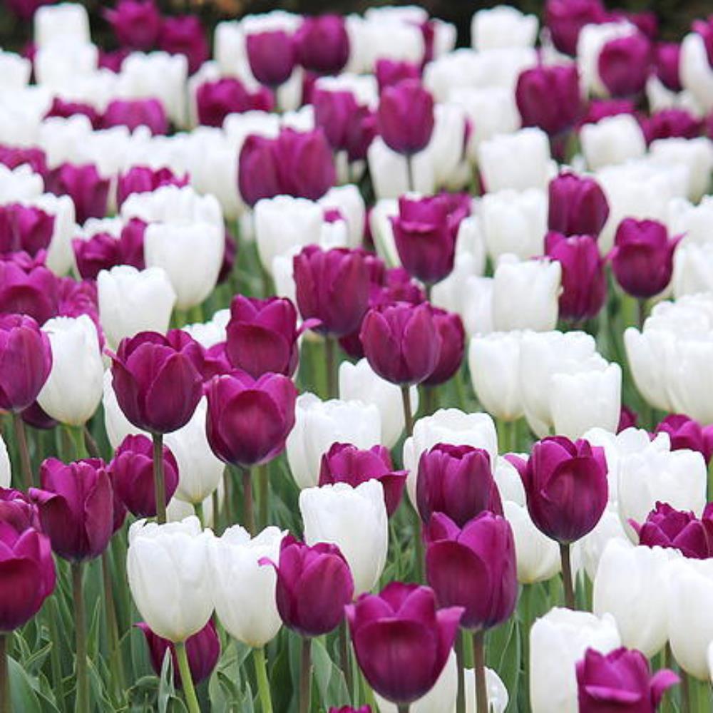 Tulip Triumph Purple and White Mix Tulips X50