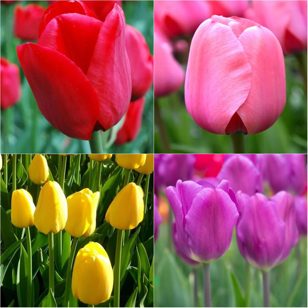 Tulip Mix Red/Yellow/Pink/Purple X100