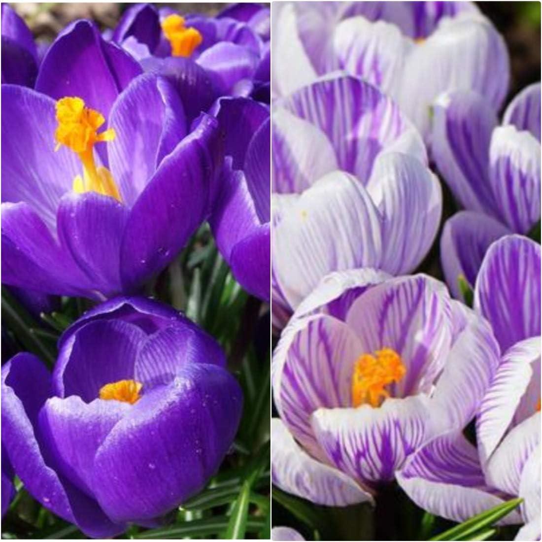 Crocus Vernus 'Purple and Striped' Mix X50