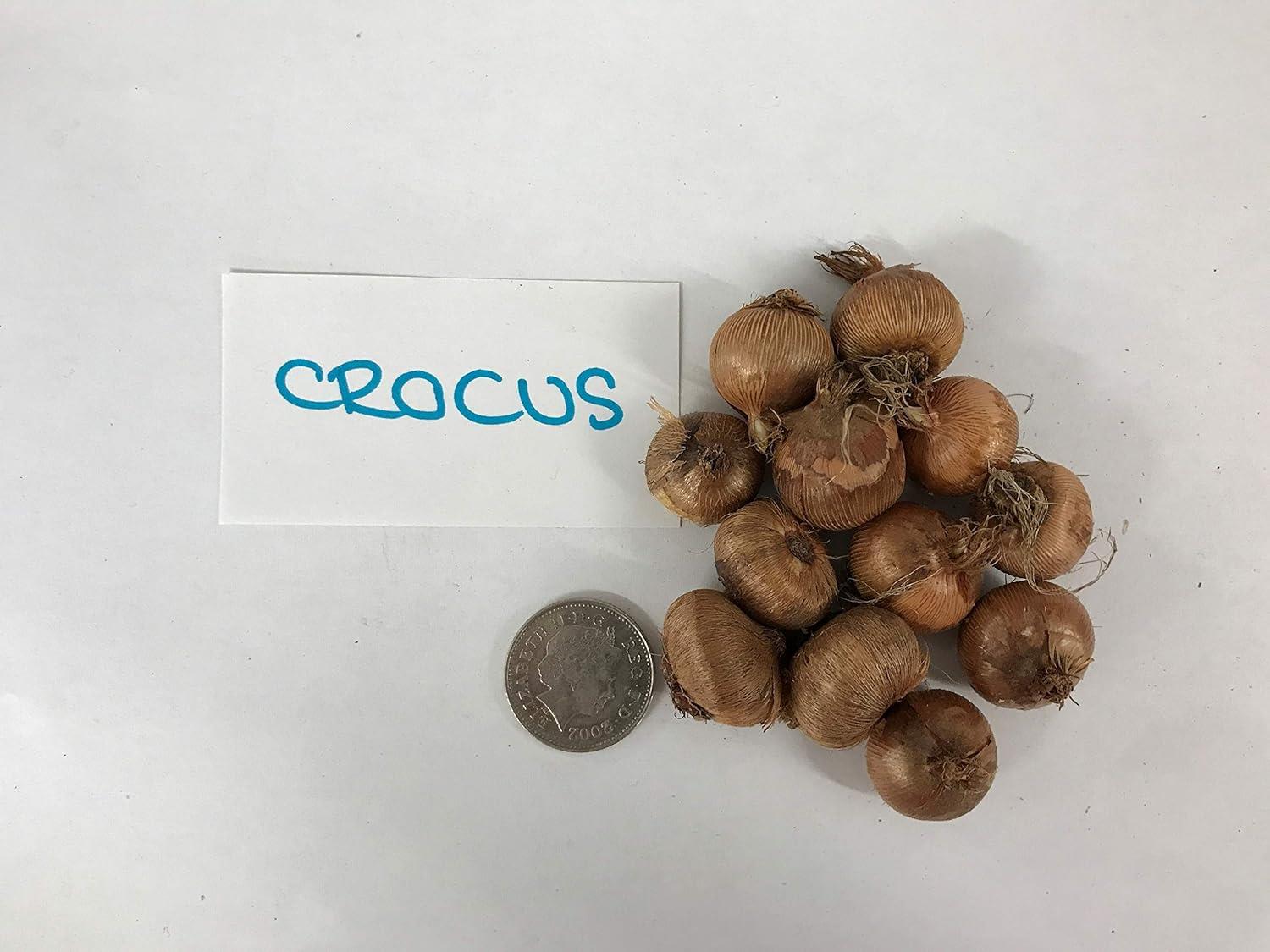 Crocus Vernus 'Purple and White mix' X50