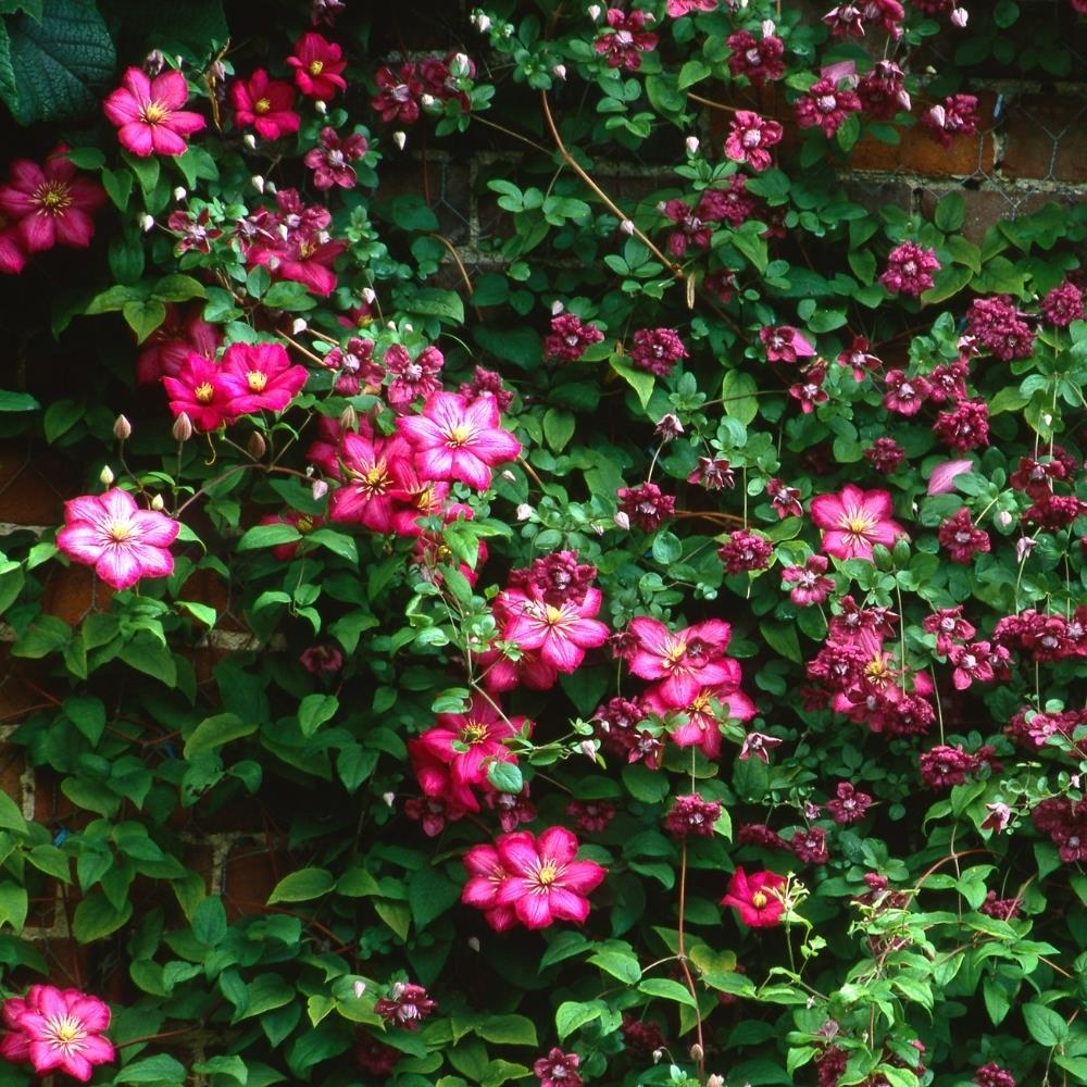 Clematis 'Ville de Lyon' X 3 Bare Root