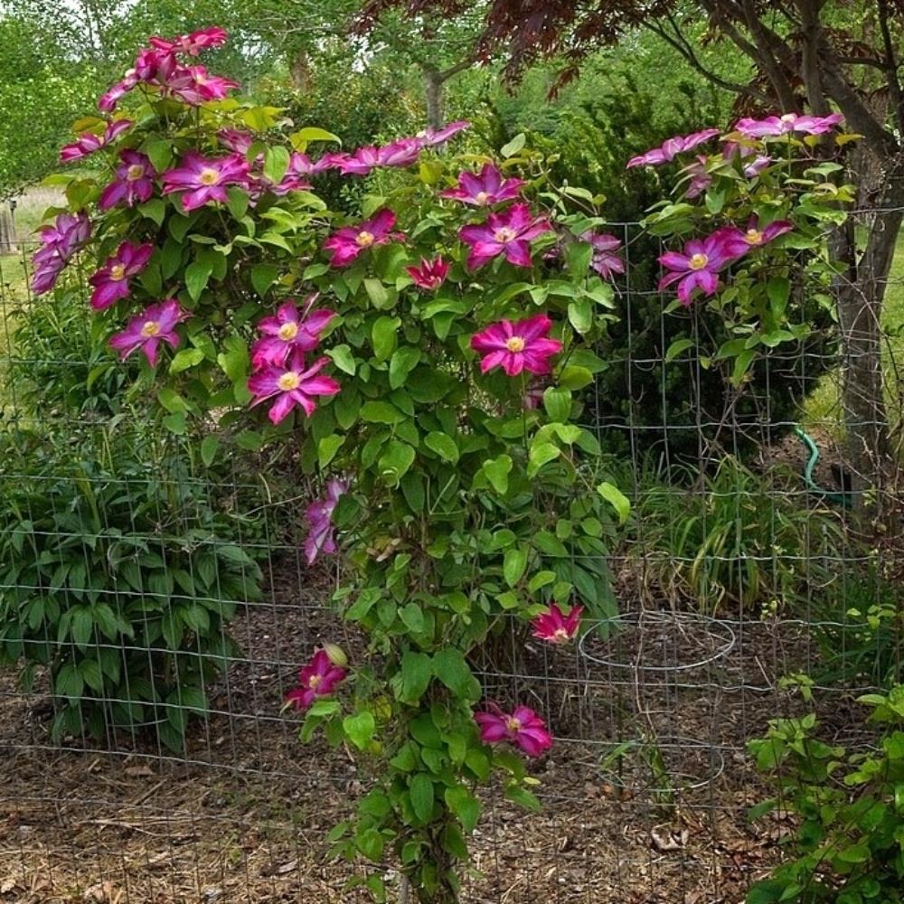 Clematis Hybrid 'Pink Champagne' X 3 Bare Root