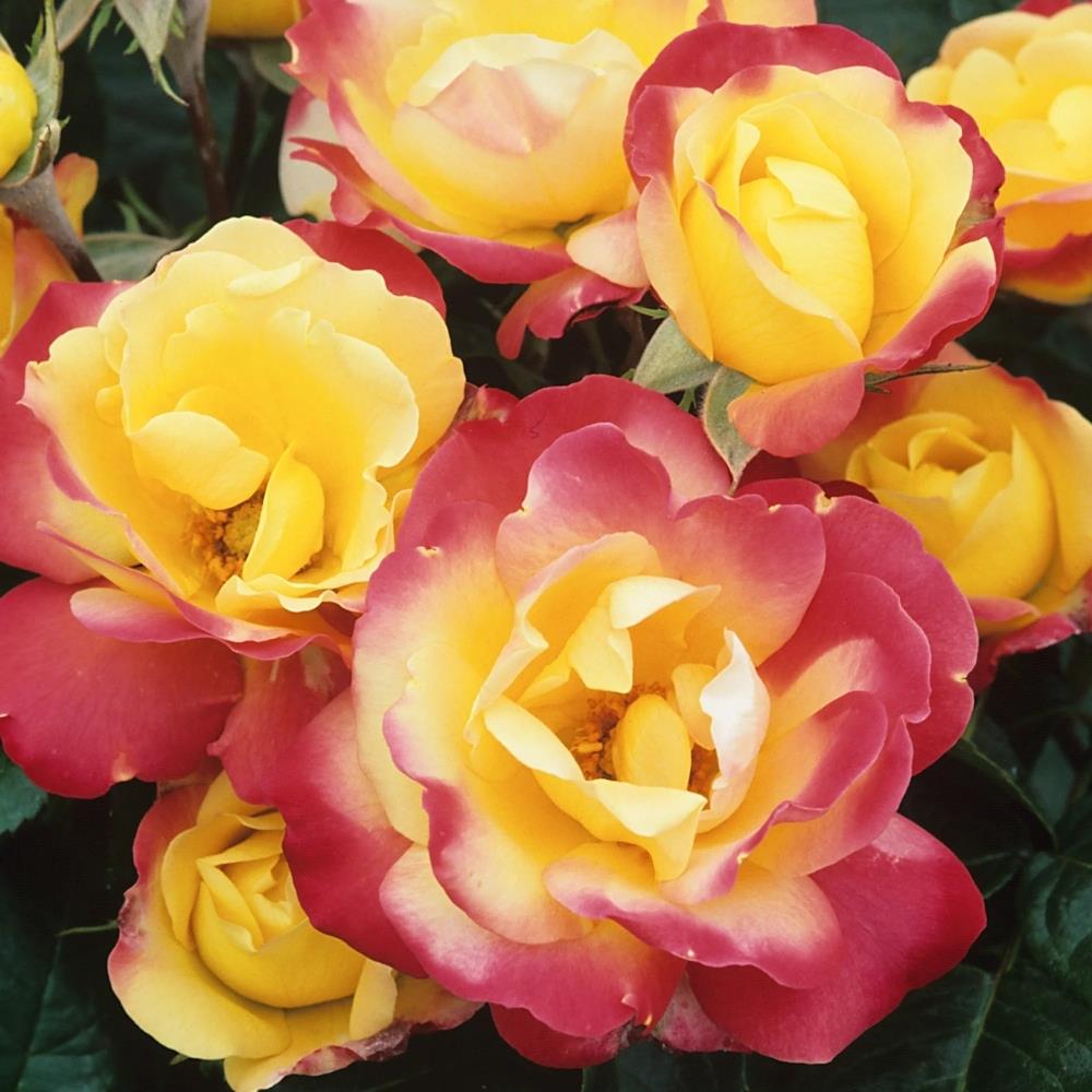 Rose Bare Root 'Masqurade'