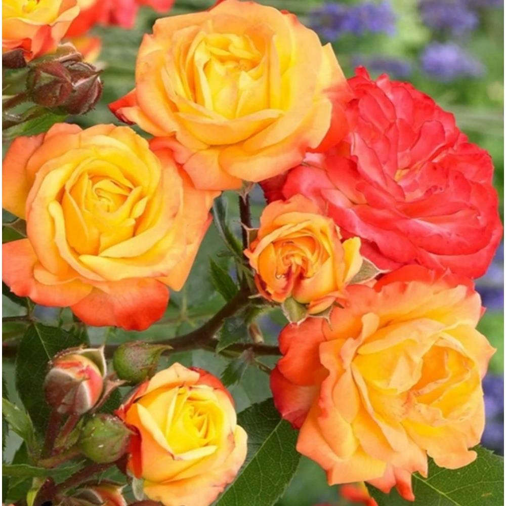 Rose Bare Root 'Masqurade'