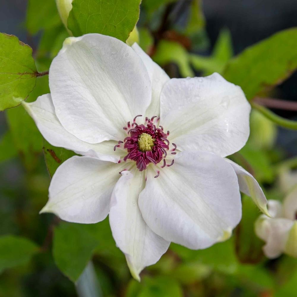 Clematis Hybrid Bare Root 'Miss Bateman' X3