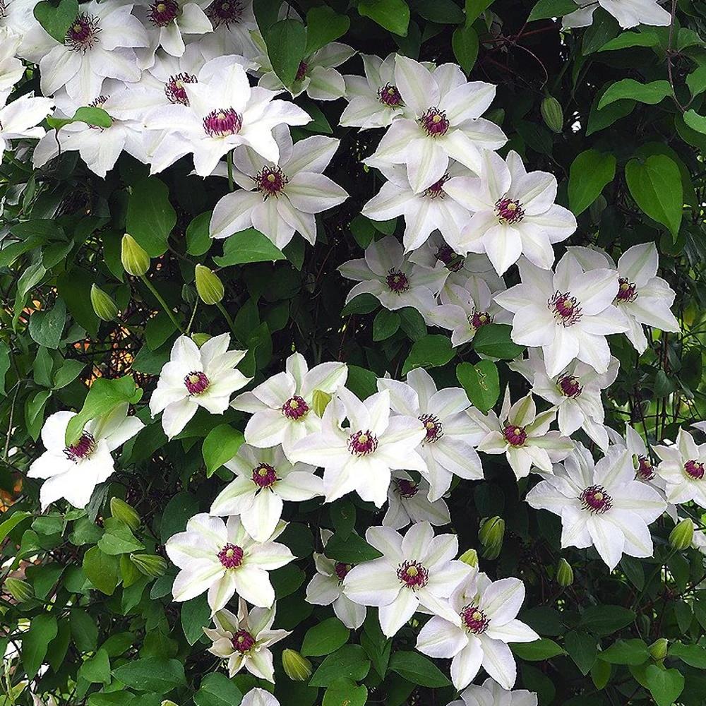 Clematis Hybrid Bare Root 'Miss Bateman' X3