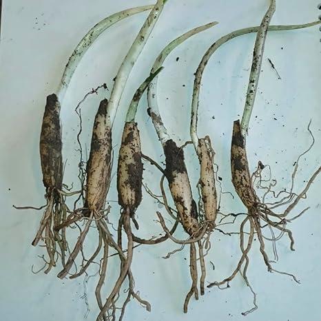 Wild Garlic Bulbs x 10 Bare Root Garlic