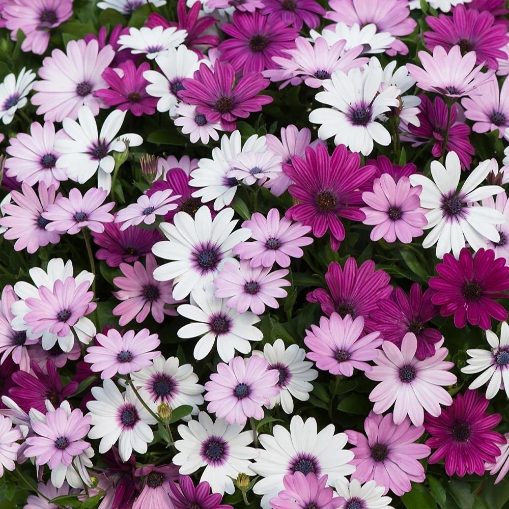 Osteospermum Senoritas Cape Daisy 'Linda' X3