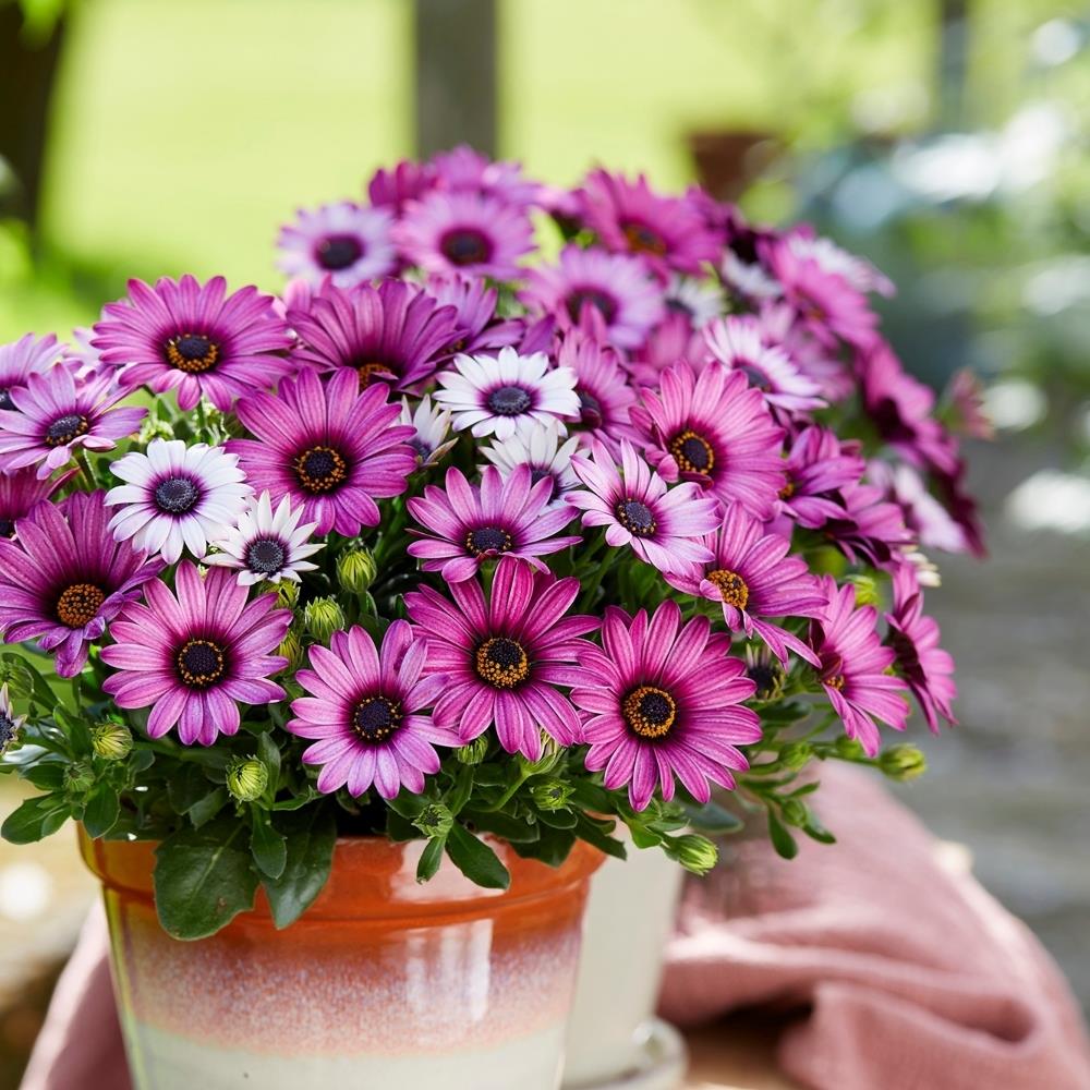 Osteospermum Senoritas Cape Daisy 'Linda' X3