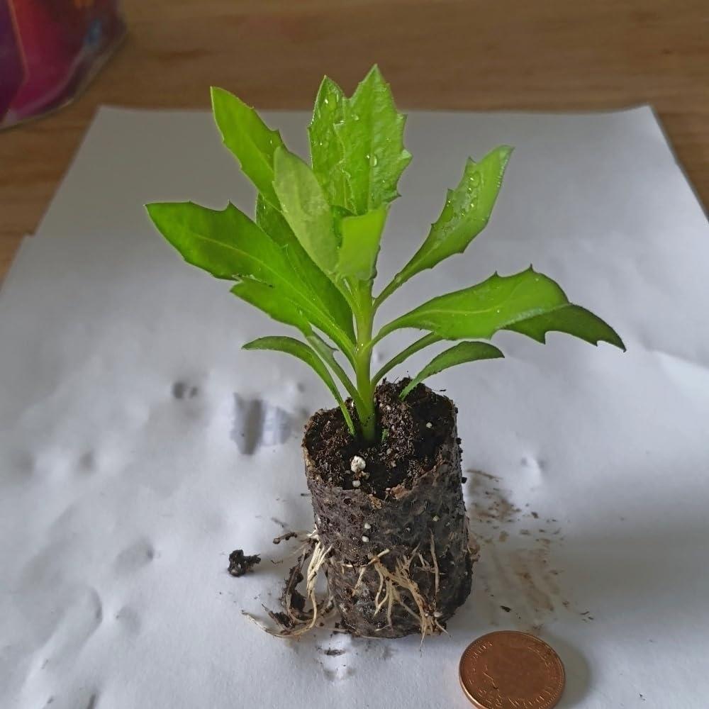 Osteospermum Senoritas Cape Daisy 'Sevilla' X3