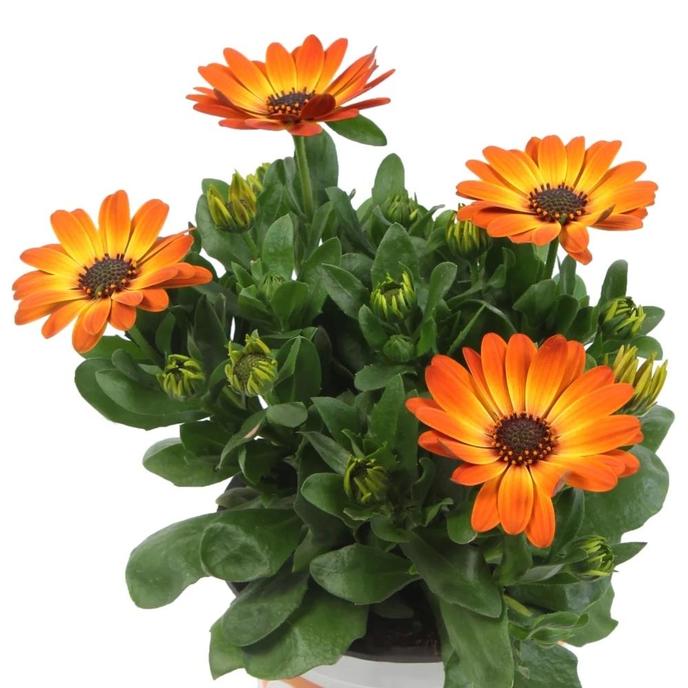 Osteospermum Senoritas Cape Daisy 'Sevilla' X3
