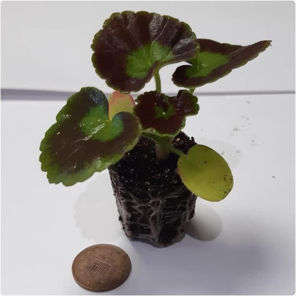 Geranium Horizon Shadow Violet Pelargonium X6