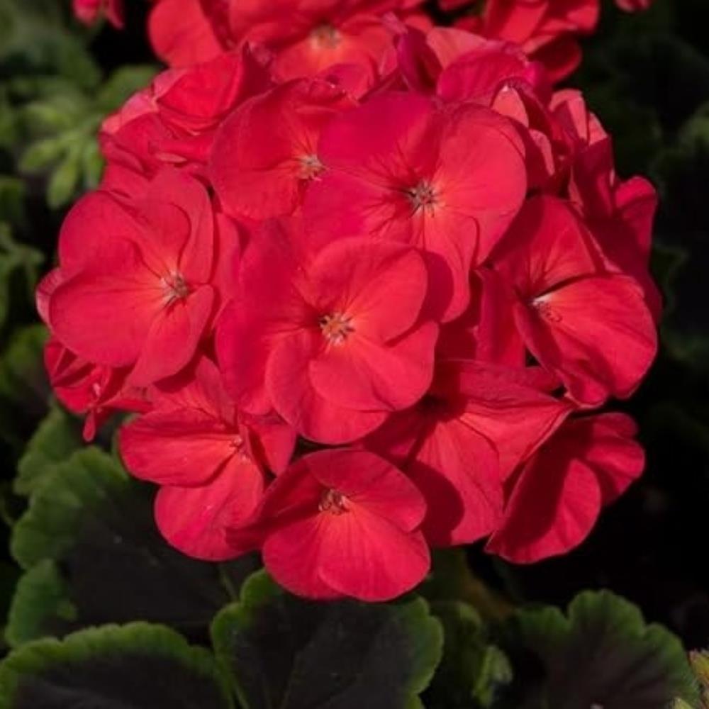 Geranium Horizon Shadow Violet Pelargonium X6