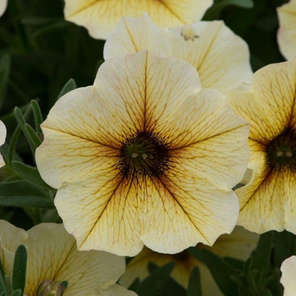 Petunia (Petchoa) Beautical French Vanilla X5