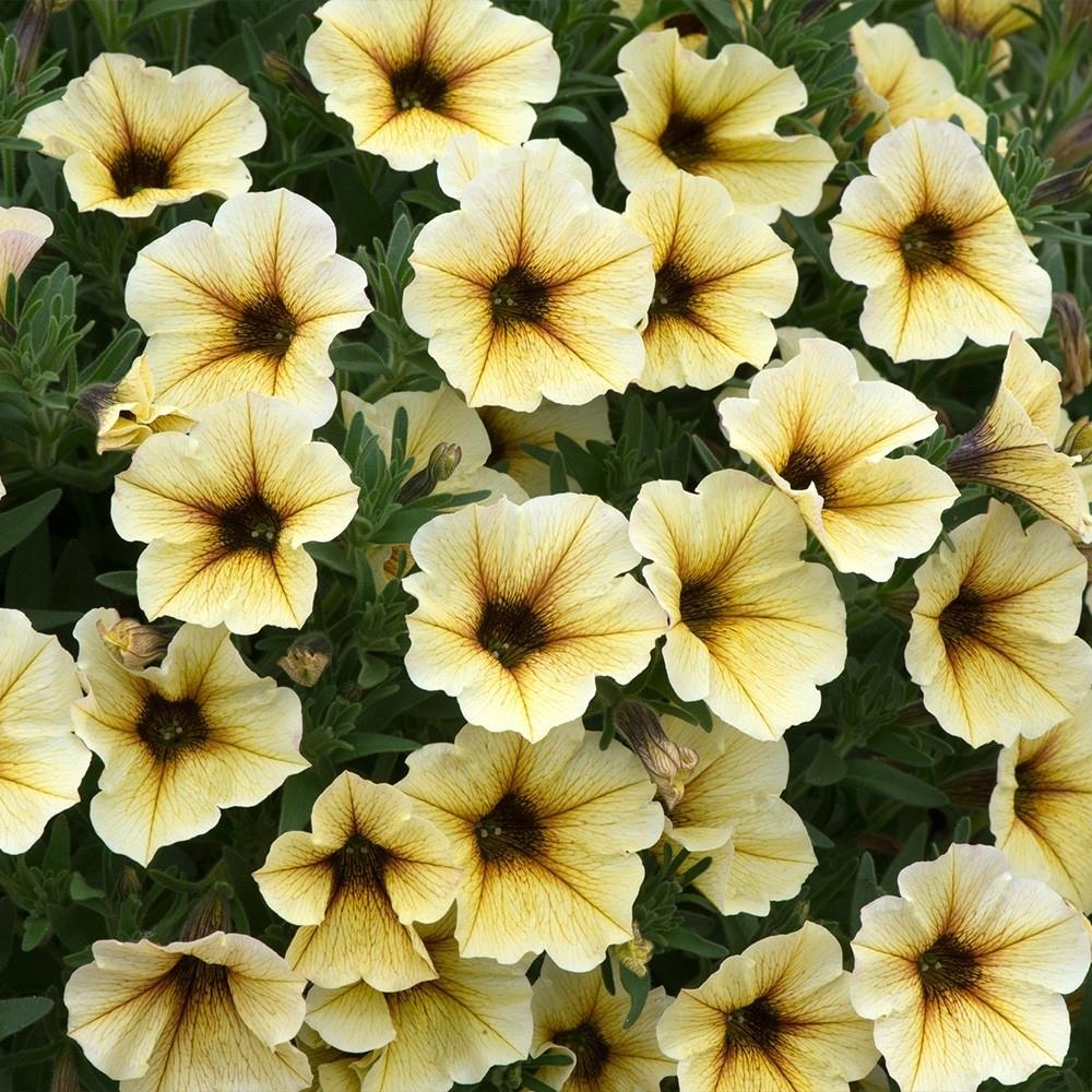Petunia (Petchoa) Beautical French Vanilla X5