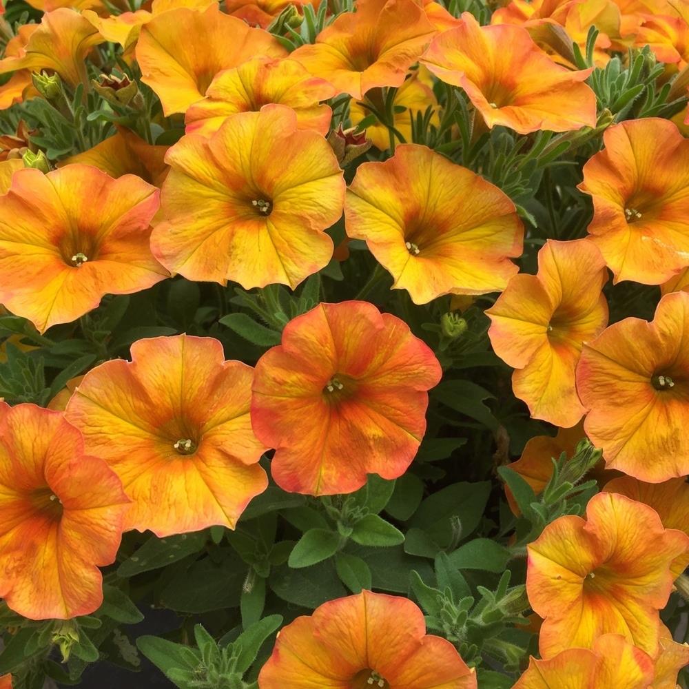 Petunia (Petchoa) Beautical Sunset Orange X5