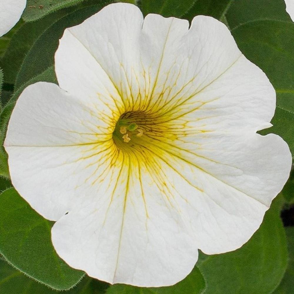 Petunia (Petchoa) Beautical Pearl White X5