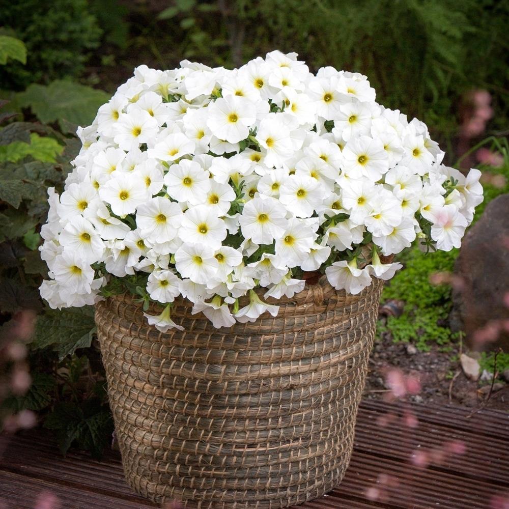 Petunia (Petchoa) Beautical Pearl White X5