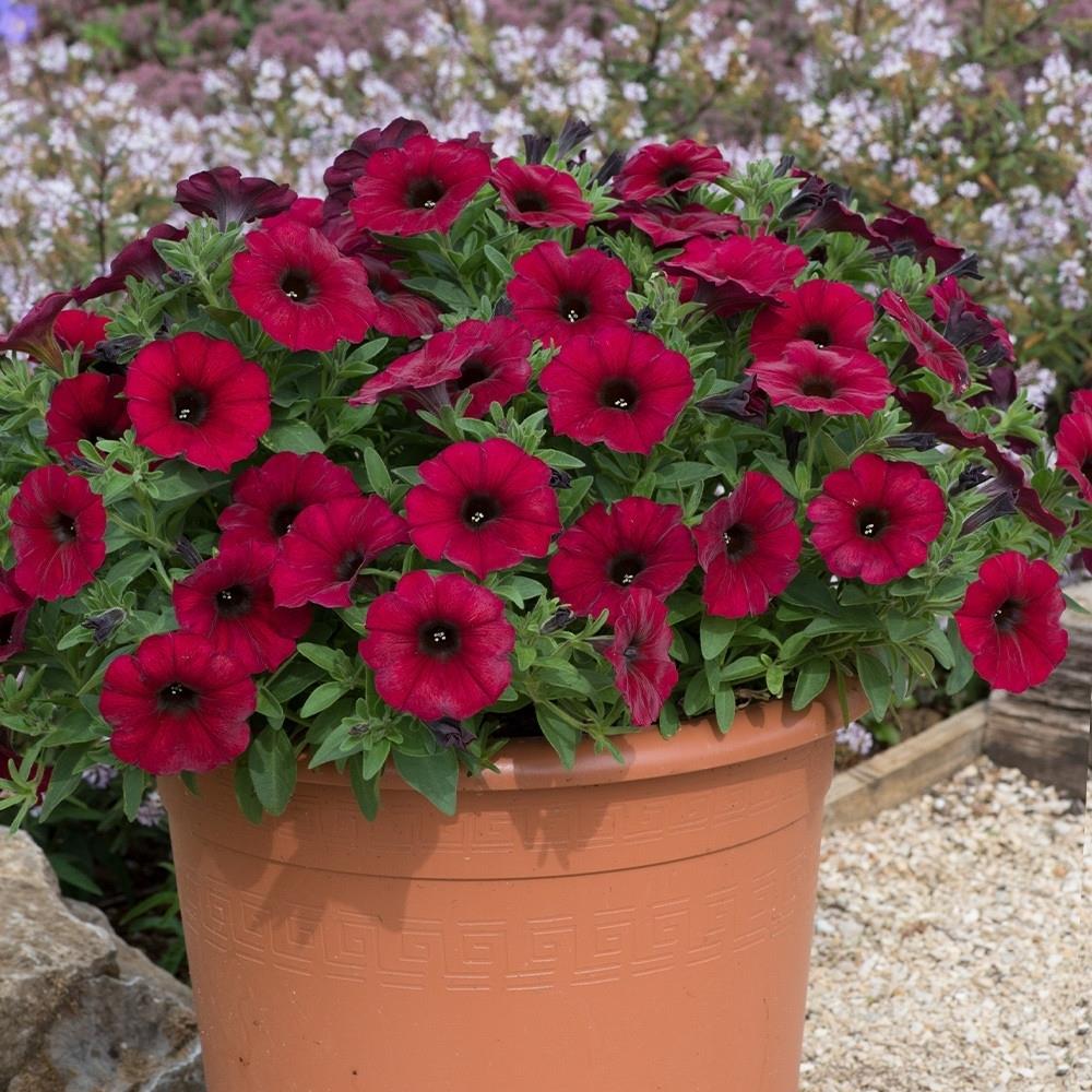 Petunia (Petchoa) Beautical Bordeaux X5