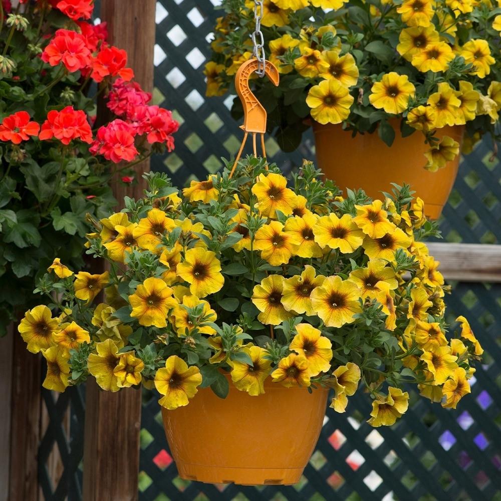 Petunia (Petchoa) Beautical Caramel Yellow X5