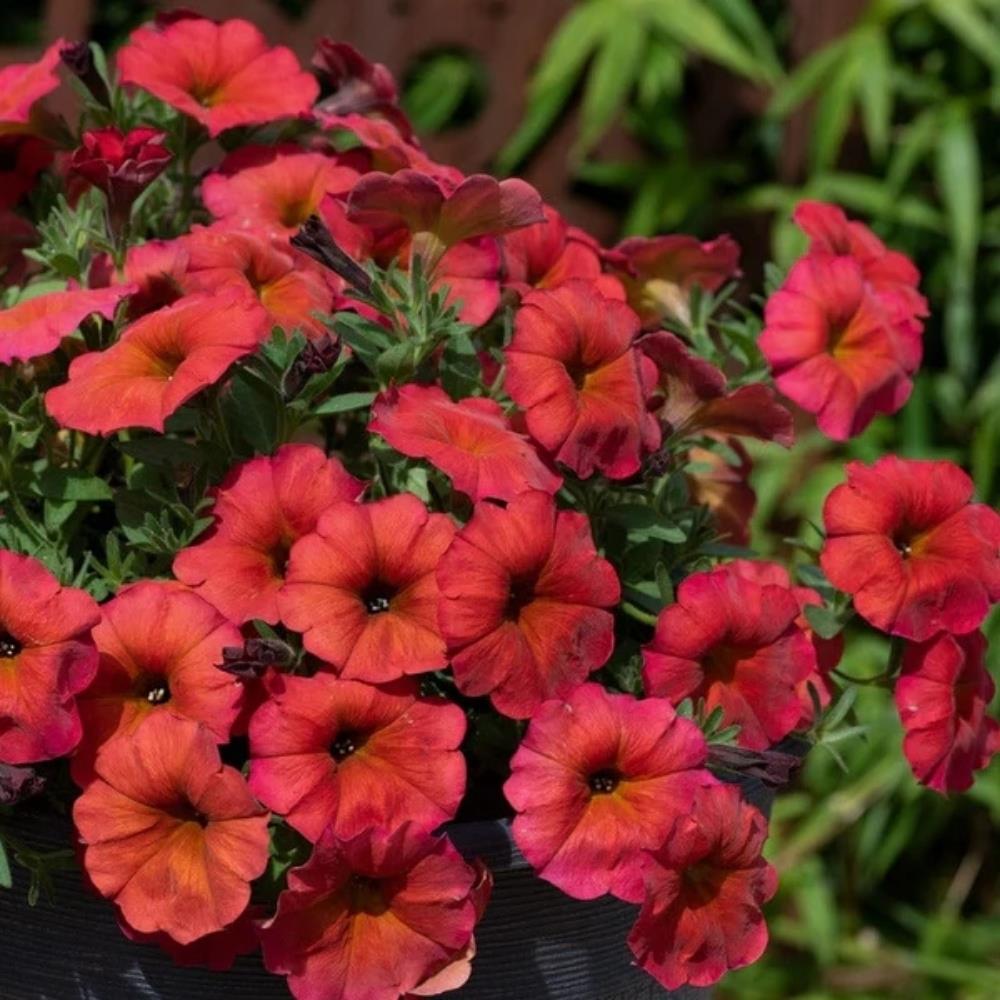 Petunia (Petchoa) Beautical Red Maple X5