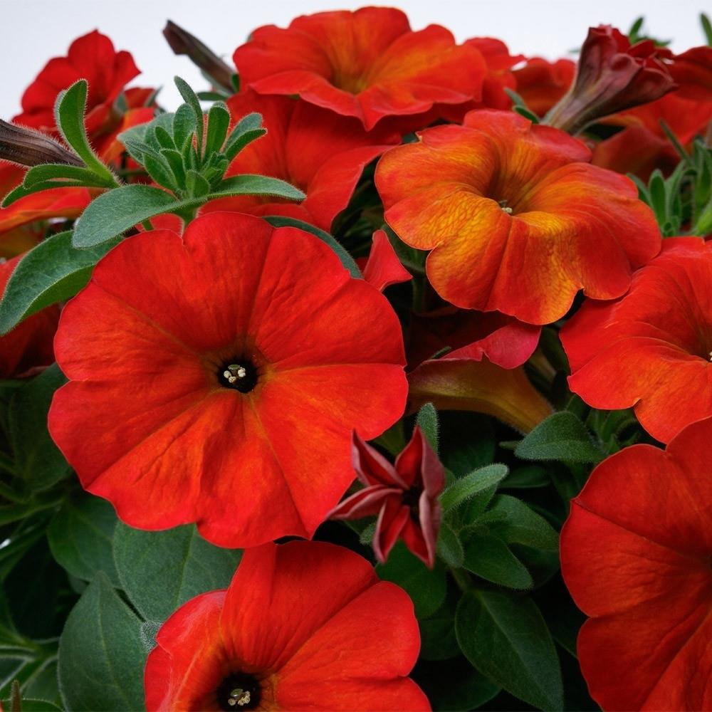 Petunia (Petchoa) Beautical Red Maple X5