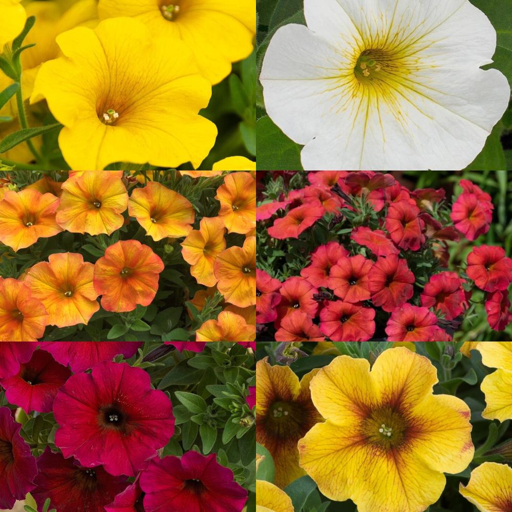 Petunia (Petchoa) Beautical Mixed Colours X6