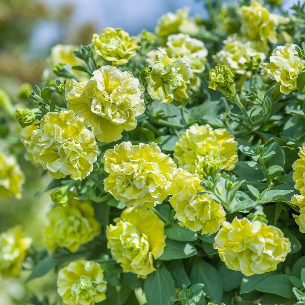 Petunia Tumbelina Matilda X5