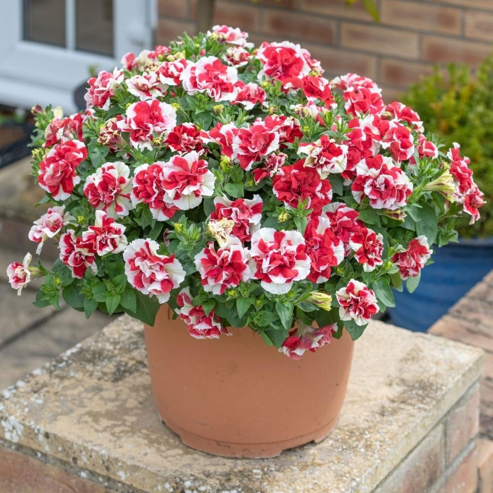 Petunia Tumbelina Cherry Ripple X5