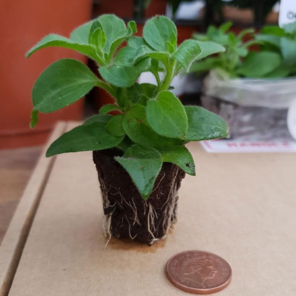 Petunia Tumbelina Mix X6