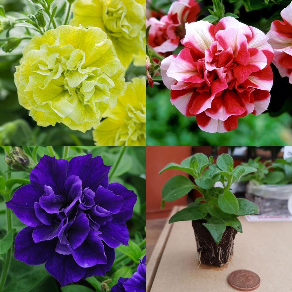 Petunia Tumbelina Mix X6