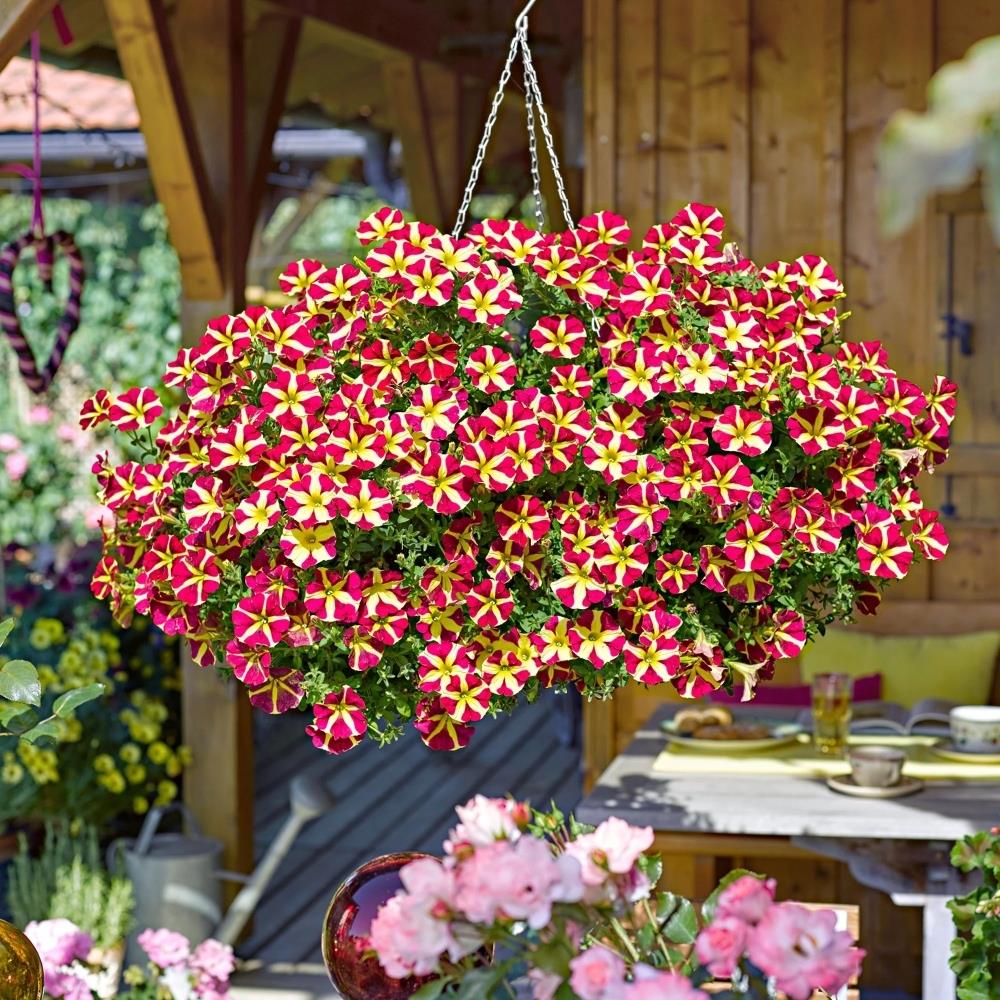 Petunia Amore 'Queen of Hearts' X5