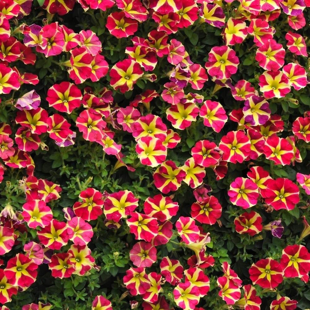 Petunia Amore 'Queen of Hearts' X5