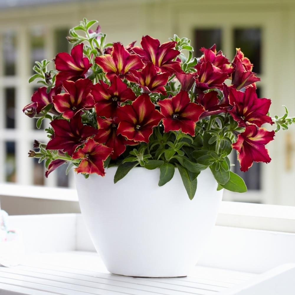 Petunia Crazytunia 'Mandeville' X5