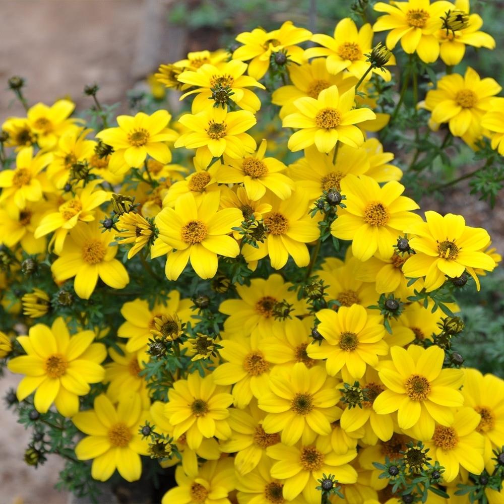 Bidens 'Bee Giant Yellow' X5