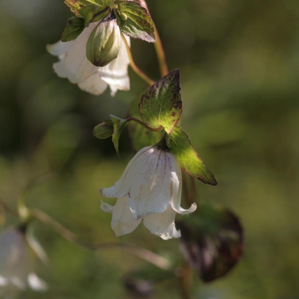 Campanula punctata ‘Wedding Bells’ White X3