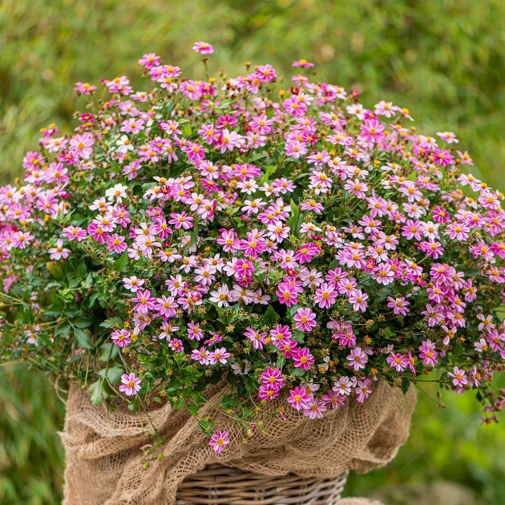 Bidens 'Pretty in Pink' X5
