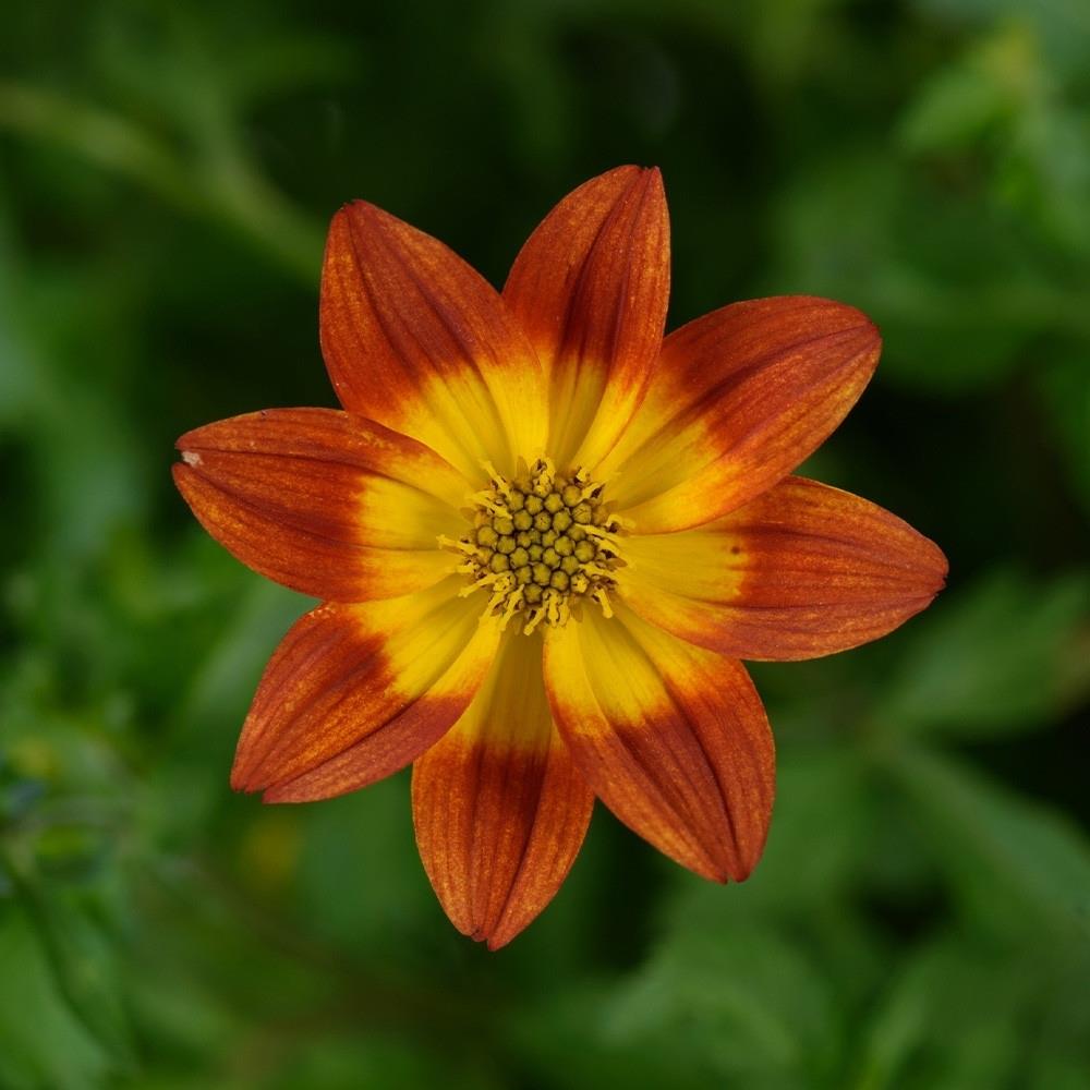Bidens 'Blazing Embers' X5