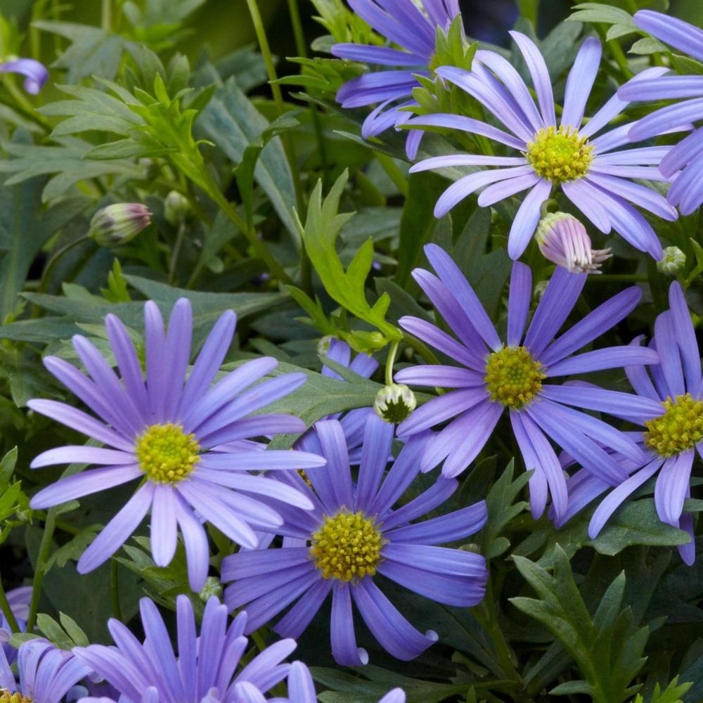 Brachyscome 'Blue' X5