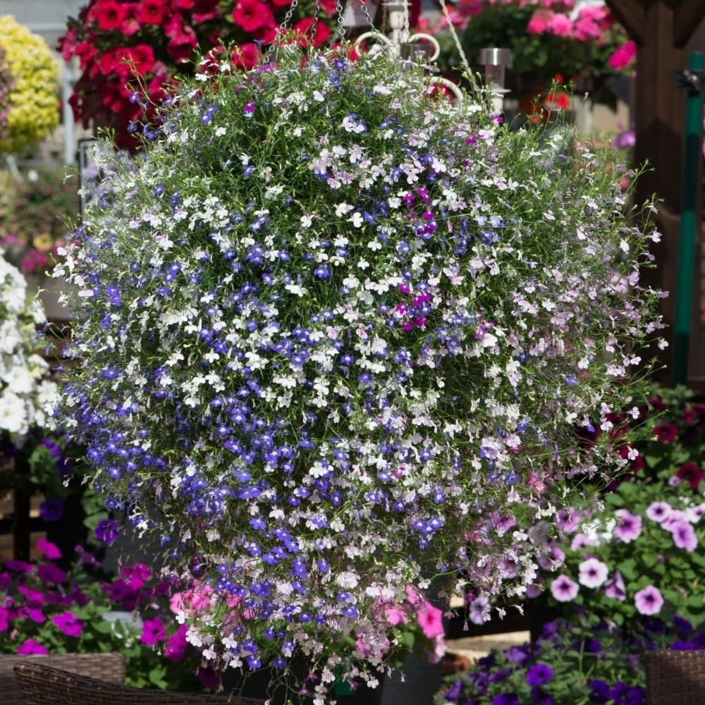 Lobelia 'String of Pearls' X24