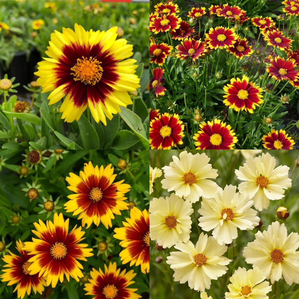 Coreopsis Hybrida 'Uptick Mix' X4