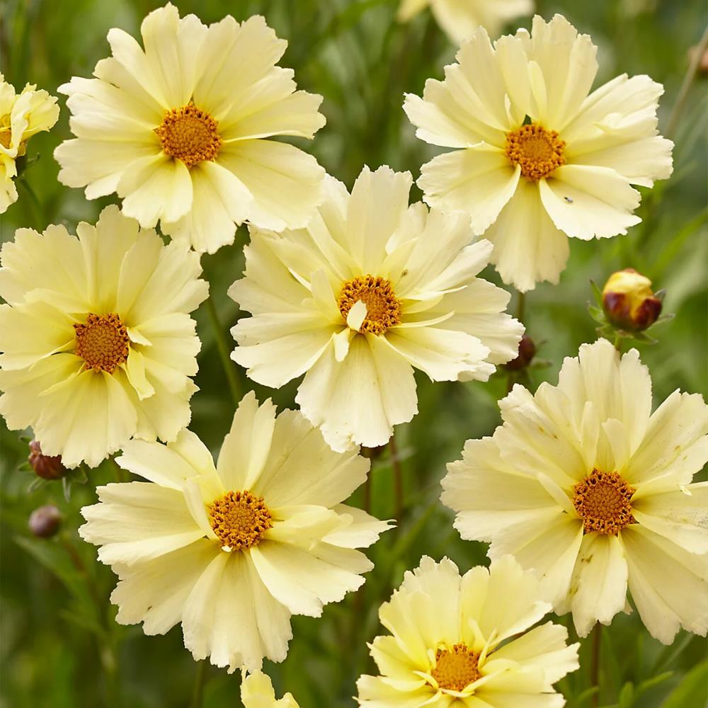 Coreopsis Hybrida 'Uptick Mix' X4