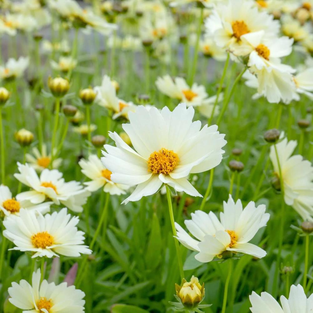 Coreopsis Hybrida 'Uptick Cream' X3