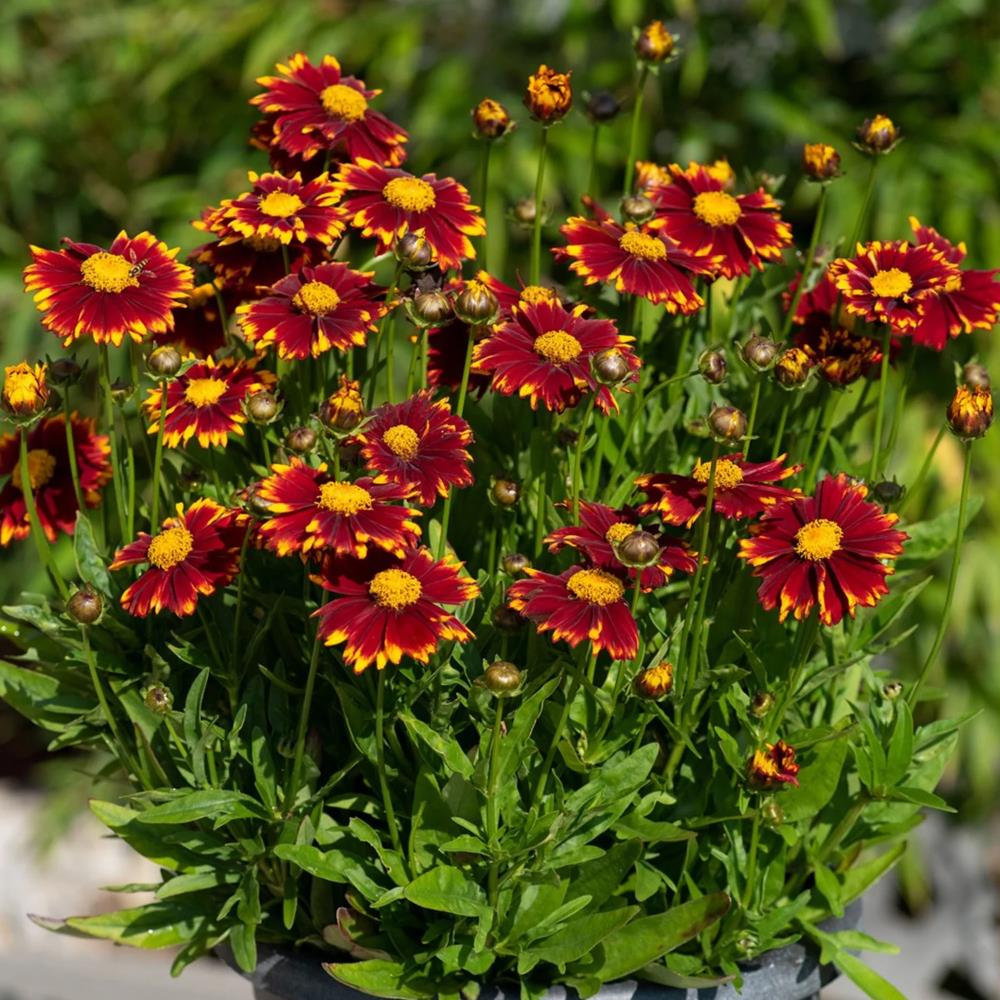 Coreopsis Hybrida 'Uptick Red' X3