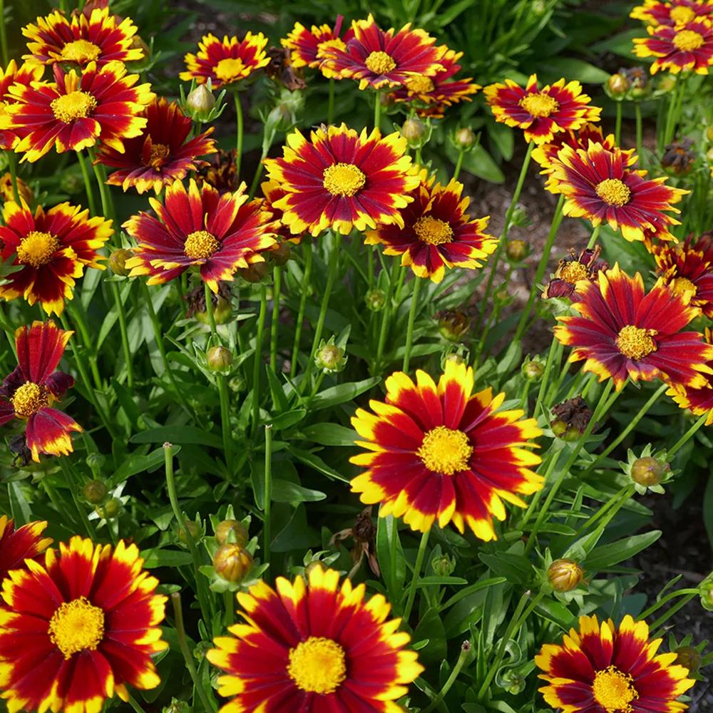 Coreopsis Hybrida 'Uptick Red' X3