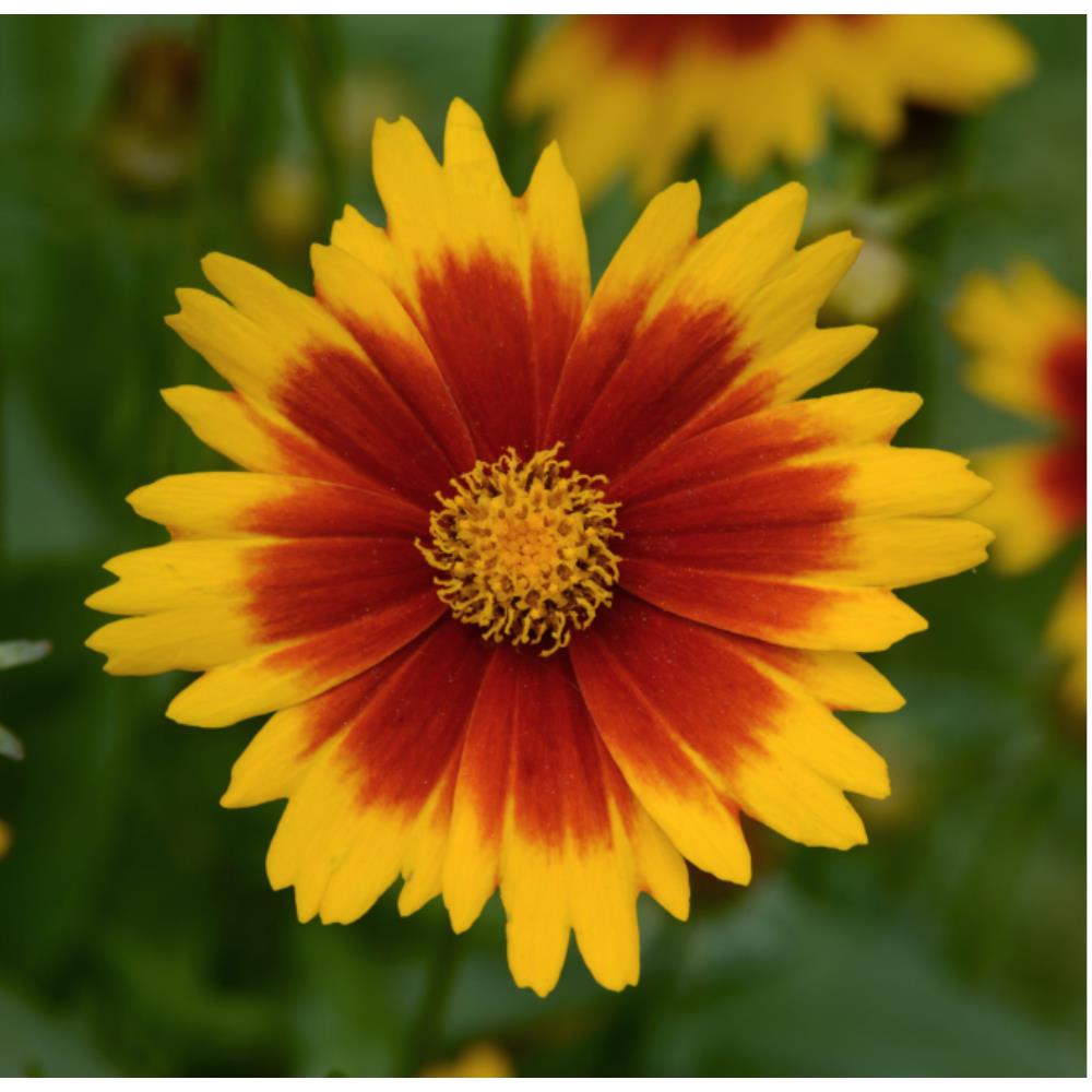 Coreopsis Hybrida 'Uptick Gold Bronze' X3