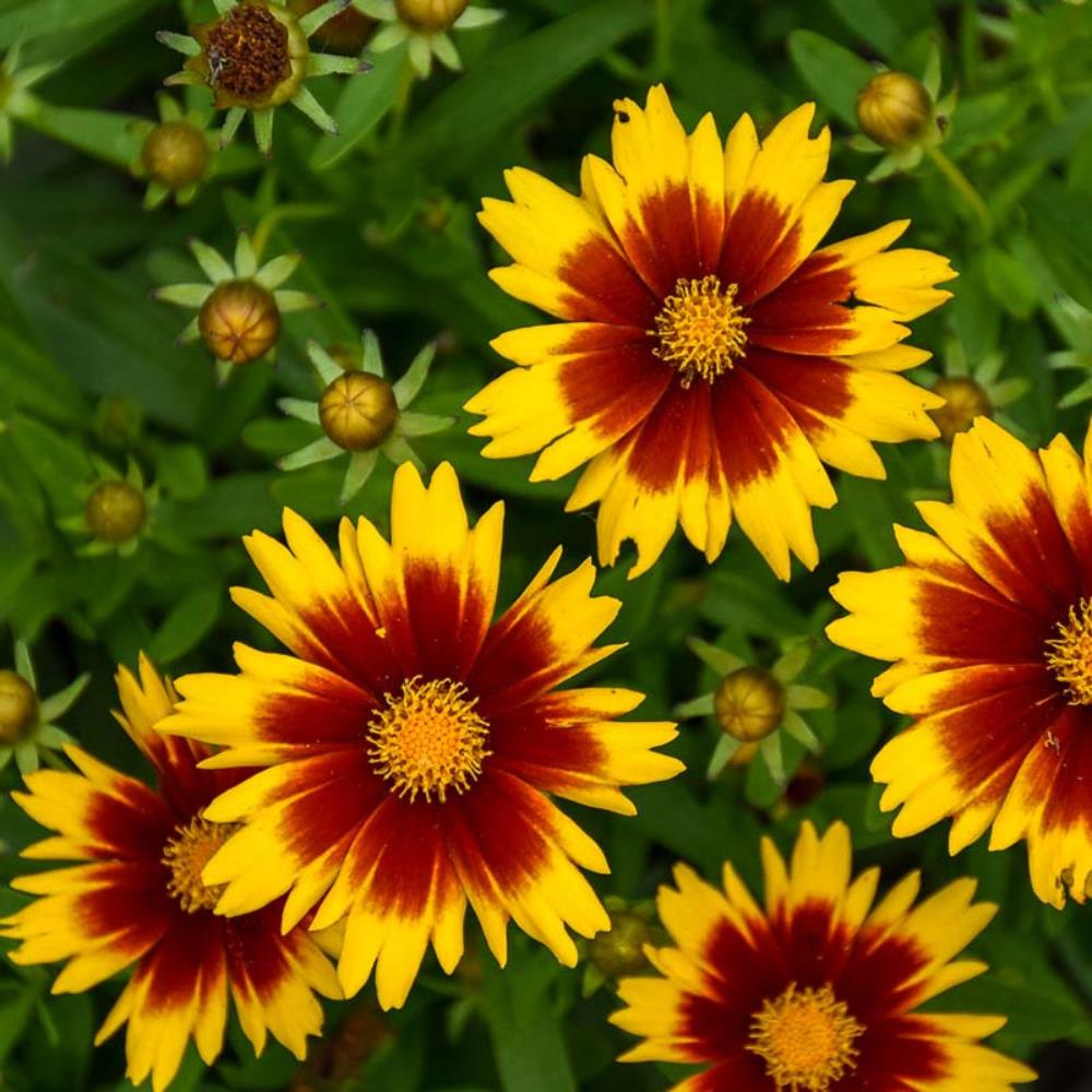 Coreopsis Hybrida 'Uptick Gold Bronze' X3